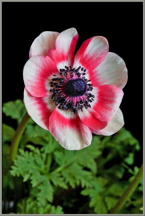 anemone headband water