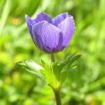 anemone headband water