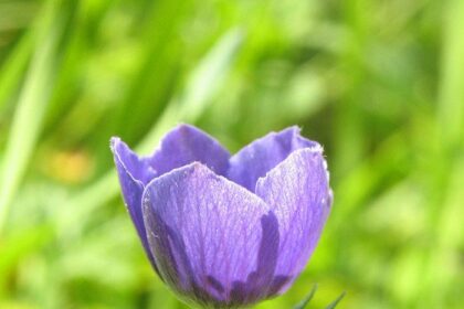 anemone headband water