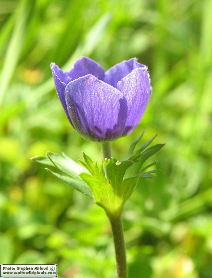 anemone headband water